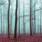 Miniatura fototapety Tajemniczy las we mgle