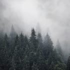 Miniatura fototapety Mglisty las iglasty