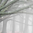 Miniatura fototapety Drzewo z Rozłożystymi Gałęziami