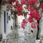 Miniatura fototapety Kwiaty Bugenwilli nad Uliczką