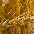 Miniatura fototapety Zachód słońca nad polem pszenicy fragment #1