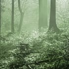 Miniatura fototapety Promienie słońca w gęstwinach leśnych fragment #2