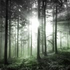 Miniatura fototapety Promienie słońca w gęstwinach leśnych