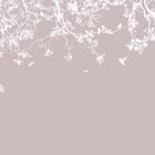 Miniatura fototapety Sakura i Gałęzie Drzewa