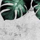 Miniatura fototapety Zielone liście monstery