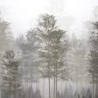 Miniatura fototapety Las bambusowy w mglistej atmosferze