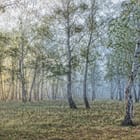 Miniatura fototapety Las brzozowy w porannej mgle