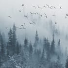 Miniatura fototapety Mglisty las iglasty