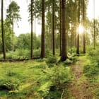 Miniatura fototapety Las o świcie z wysokimi drzewami