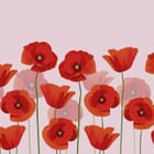 Miniatura fototapety Czerwone maki na różowym tle