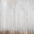 Miniatura fototapety Las brzozowy we mgle