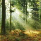 Miniatura fototapety Promienie słońca w lesie