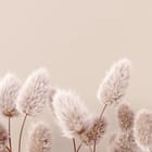 Miniatura fototapety Puszyste Trawy na Jasnym Tle