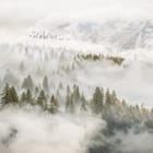 Miniatura fototapety Leśny krajobraz w gęstej mgle