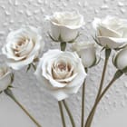 Miniatura fototapety Bukiet białych róż na tle