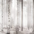 Miniatura fototapety Zimowy las brzozowy