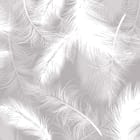 Miniatura fototapety Białe pióra na szarym tle