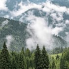 Miniatura fototapety Górski las wśród mgły