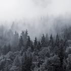 Miniatura fototapety Mglisty las iglasty