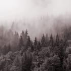 Miniatura fototapety Mglisty Las Iglasty