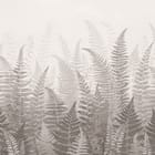 Miniatura fototapety Gęste liście paproci na tle