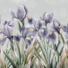 Miniatura fototapety Fioletowe irysy na jasnym tle