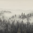 Miniatura fototapety Mglisty las iglasty