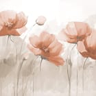 Miniatura fototapety Czerwone maki na jasnym tle, czerwony