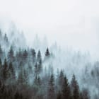 Miniatura fototapety Las mglisty w tajemniczej scenerii