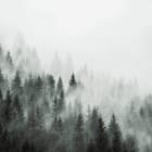 Miniatura fototapety Mglisty las iglasty
