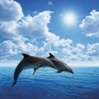 Miniatura fototapety Delfiny skaczące nad oceanem