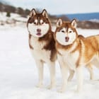 Miniatura fototapety Husky na śniegu z rozmytymi wzgórzami