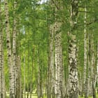 Miniatura fototapety Brzozowy las pełen światła