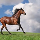 Miniatura fototapety Galopujący koń na zielonej łące