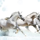 Miniatura fototapety Konie na śnieżnym tle