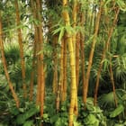 Miniatura fototapety Zielony las bambusowy