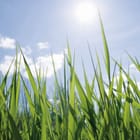 Miniatura fototapety Zielone źdźbła trawy i niebo