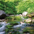 Miniatura fototapety Strumień i mech wśród wodospadów