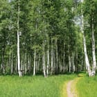 Miniatura fototapety Las brzozowy z zieloną trawą