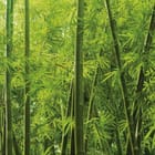 Miniatura fototapety Zielone pędy bambusa w lesie