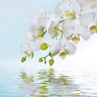 Miniatura fototapety Białe orchidee nad spokojną wodą