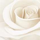 Miniatura fototapety Elegancka biała róża z detalami
