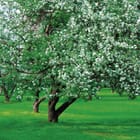 Miniatura fototapety Kwitnące drzewo na łące