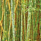 Miniatura fototapety Spokojny las bambusowy