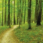 Miniatura fototapety Ścieżka w zielonym lesie