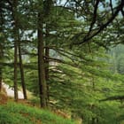 Miniatura fototapety Gęstwiny leśne na zboczu