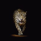 Miniatura fototapety Jaguar w ciemności