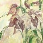 Miniatura fototapety Lilie na jasnym tle z liśćmi