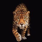 Miniatura fototapety Leopard na czarnym tle