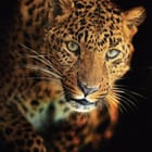 Miniatura fototapety Leopard na ciemnym tle